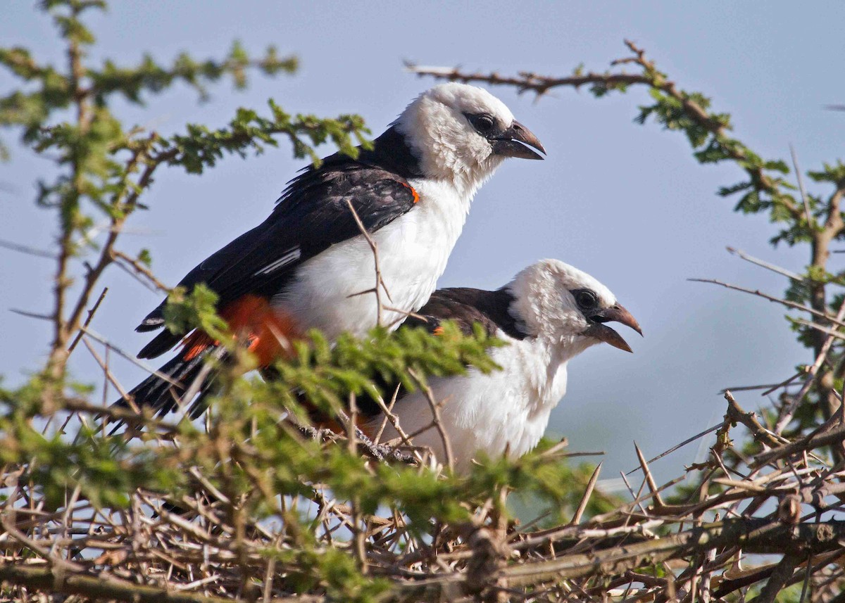 White-headed Buffalo-Weaver - ML621000227