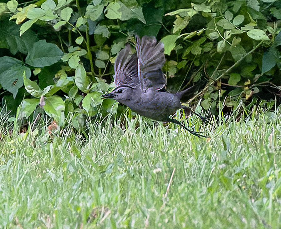 Gray Catbird - ML621000231