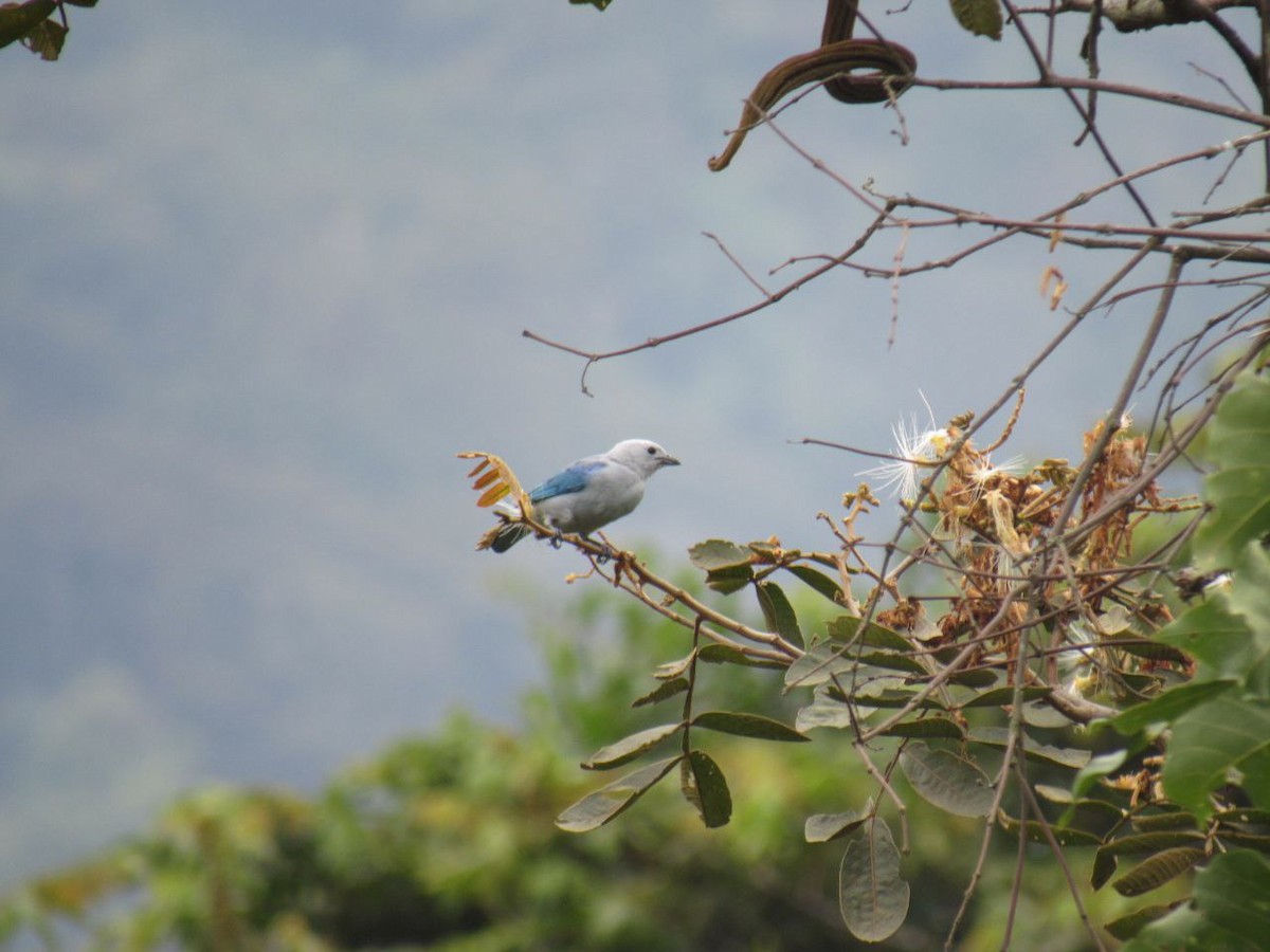 Blue-gray Tanager - ML621000253
