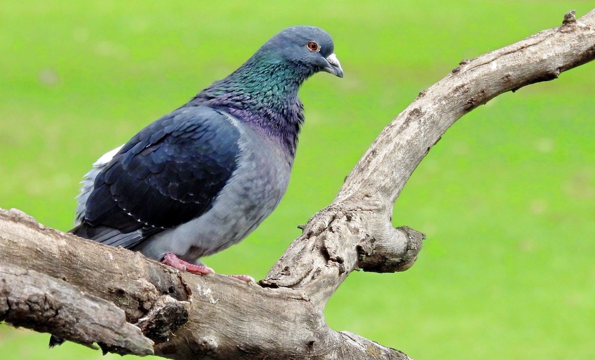 Rock Pigeon (Feral Pigeon) - ML621000338