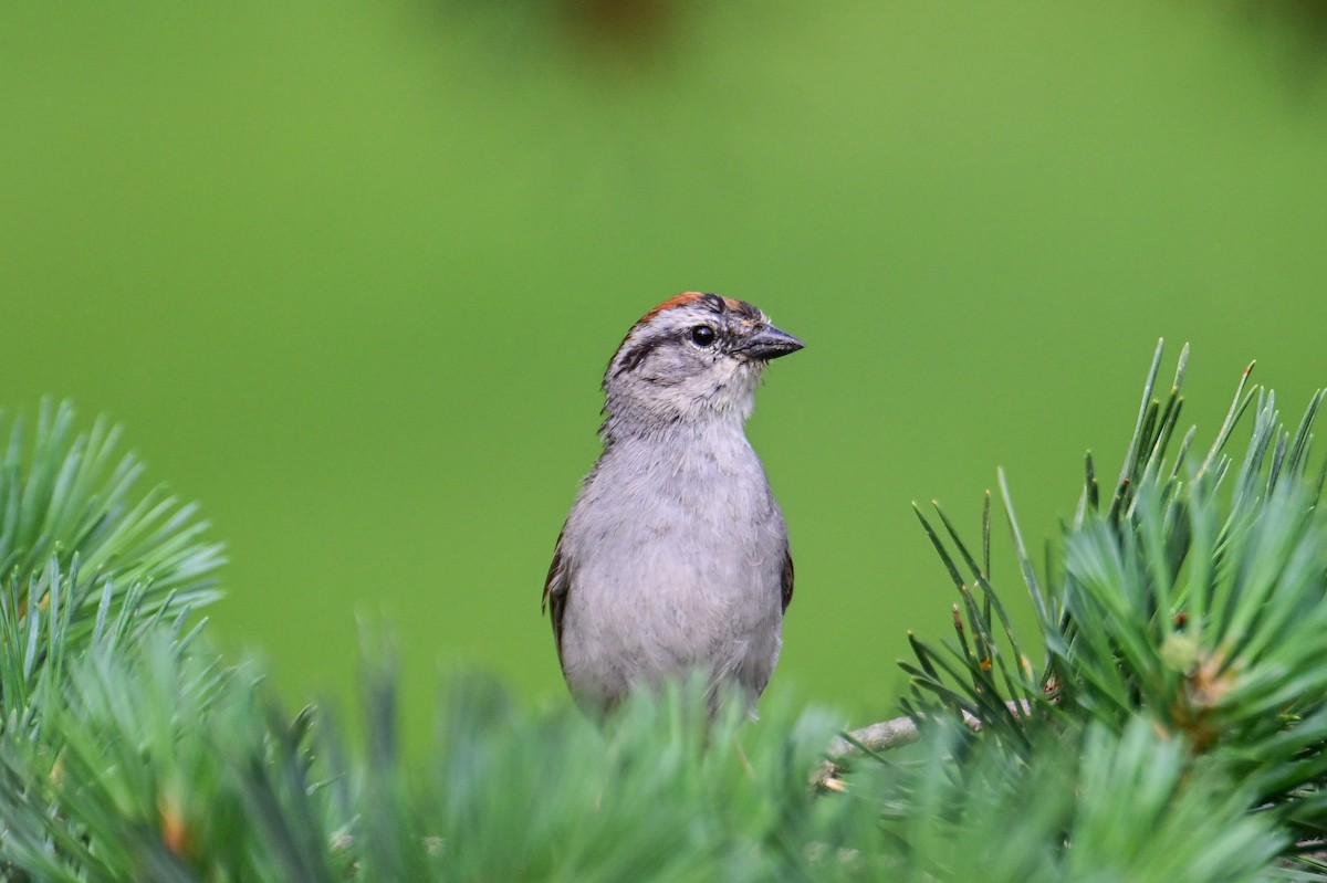 Chipping Sparrow - ML621000343