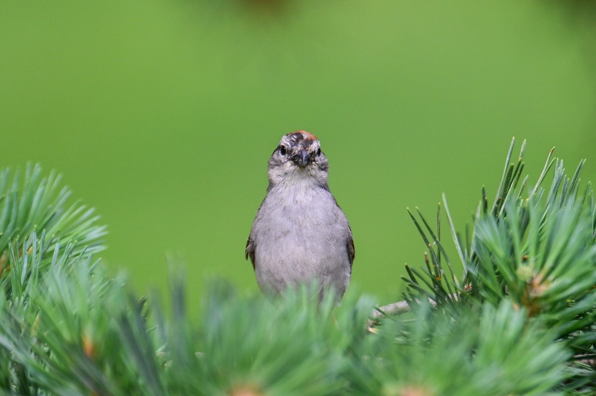 Chipping Sparrow - ML621000344