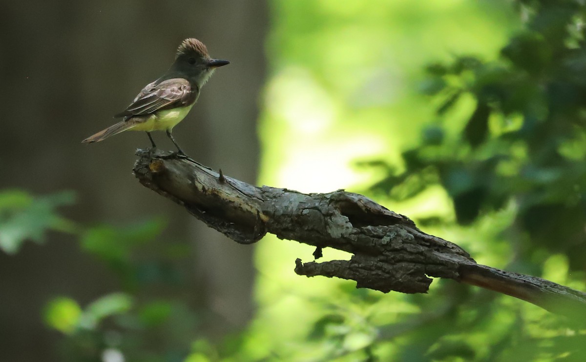 Great Crested Flycatcher - ML621000346