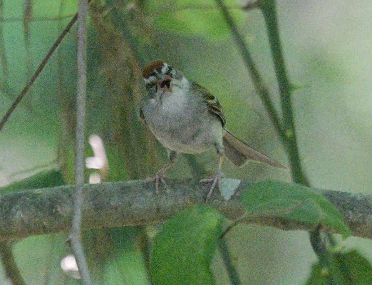Chipping Sparrow - ML621000349
