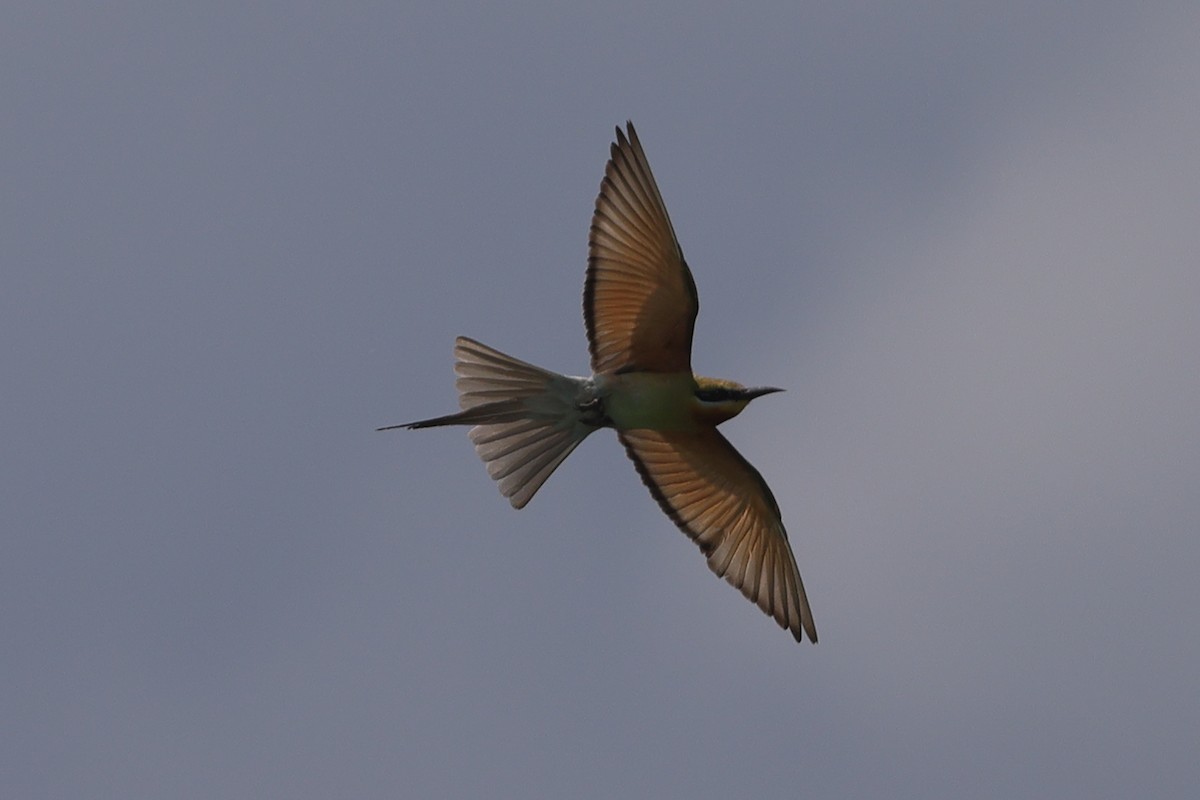 Blue-tailed Bee-eater - ML621000386