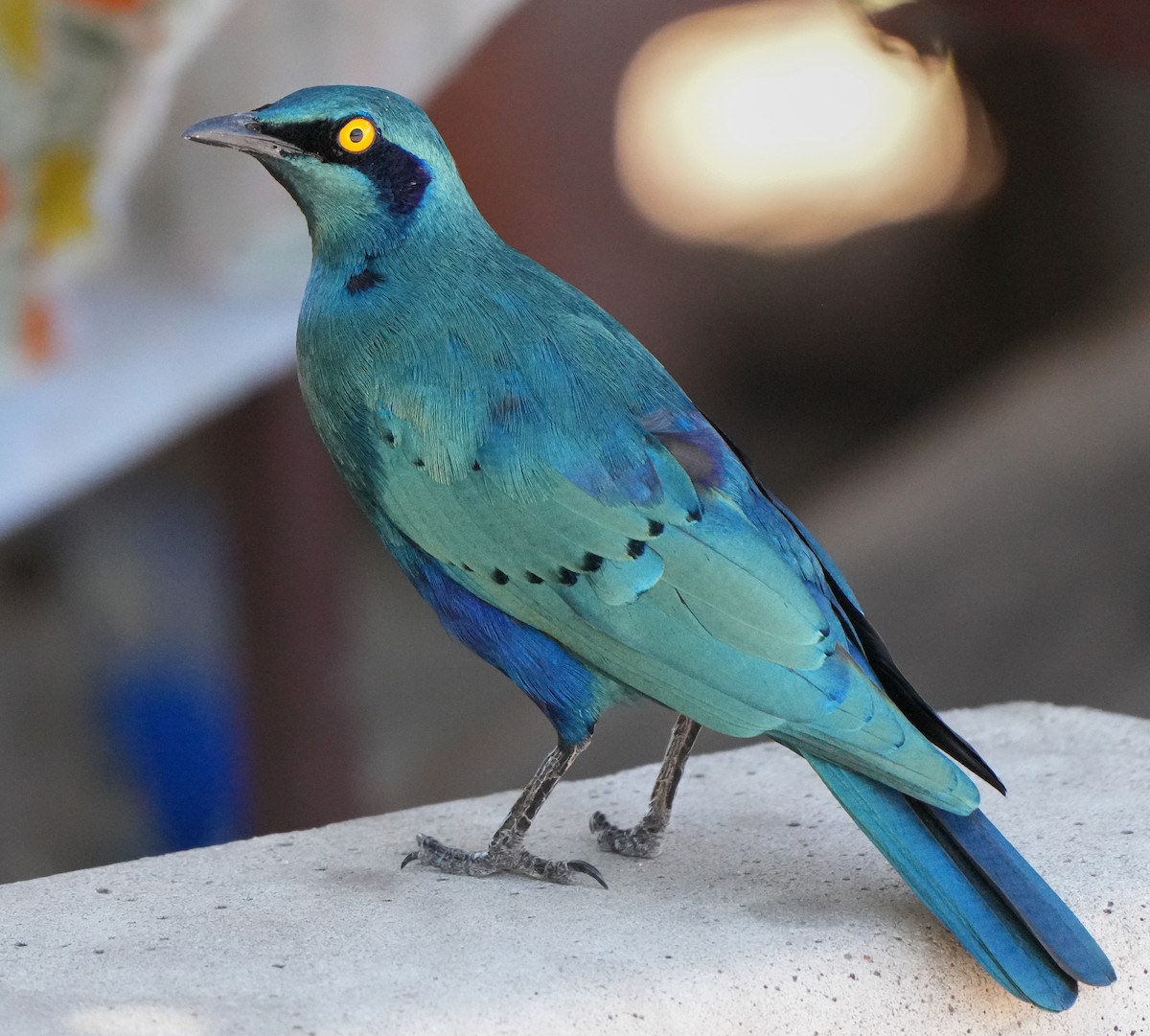 Greater Blue-eared Starling - ML621000411