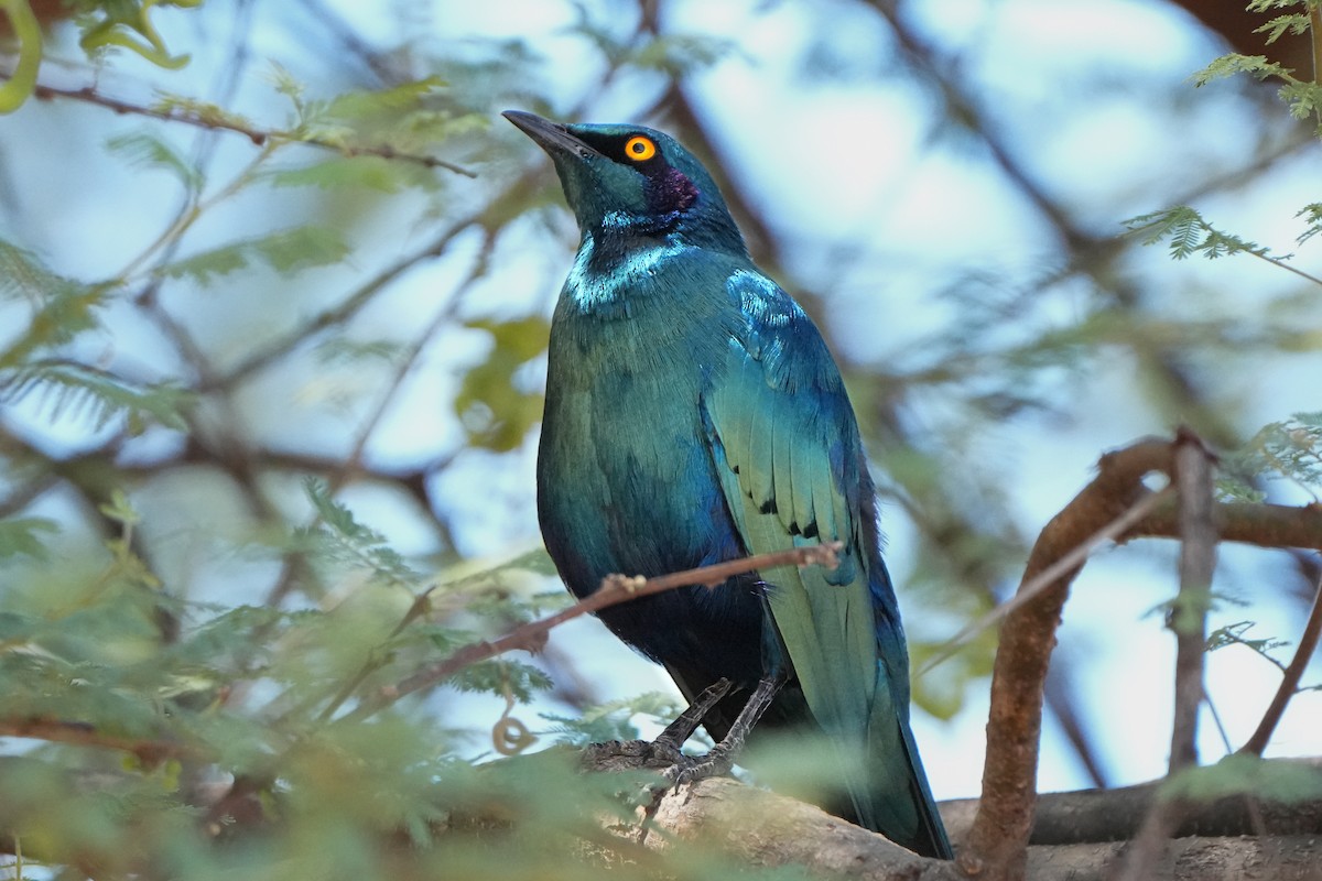 Greater Blue-eared Starling - ML621000412