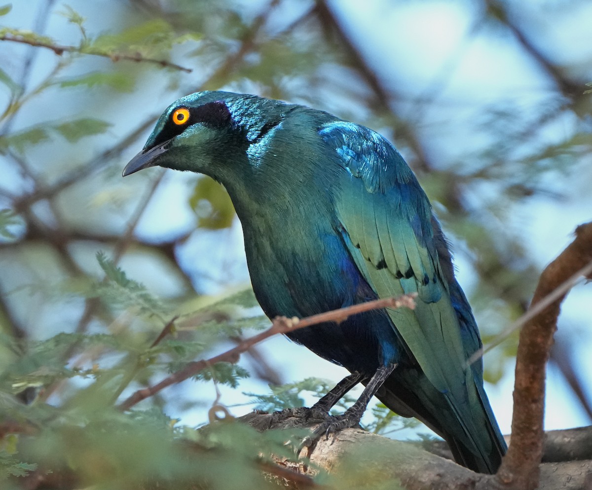 Greater Blue-eared Starling - ML621000420