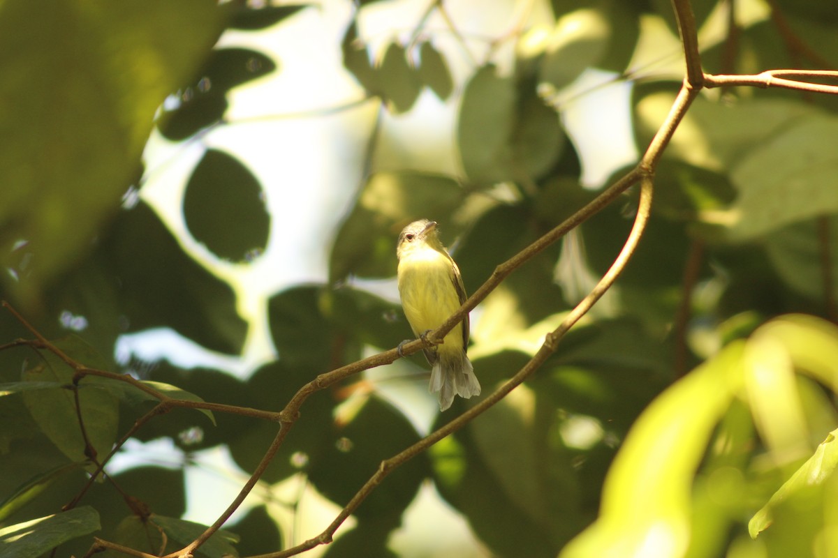 Painted Tody-Flycatcher - ML621000422