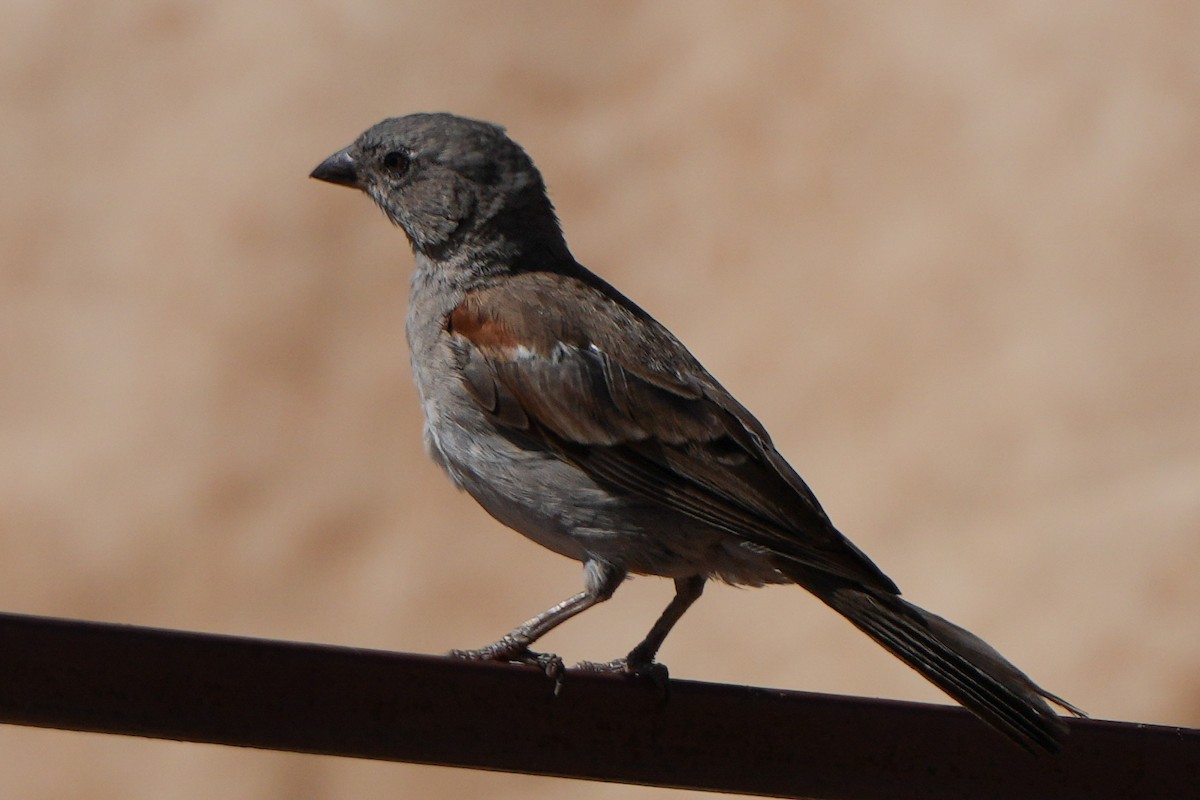 Southern Gray-headed Sparrow - ML621000436