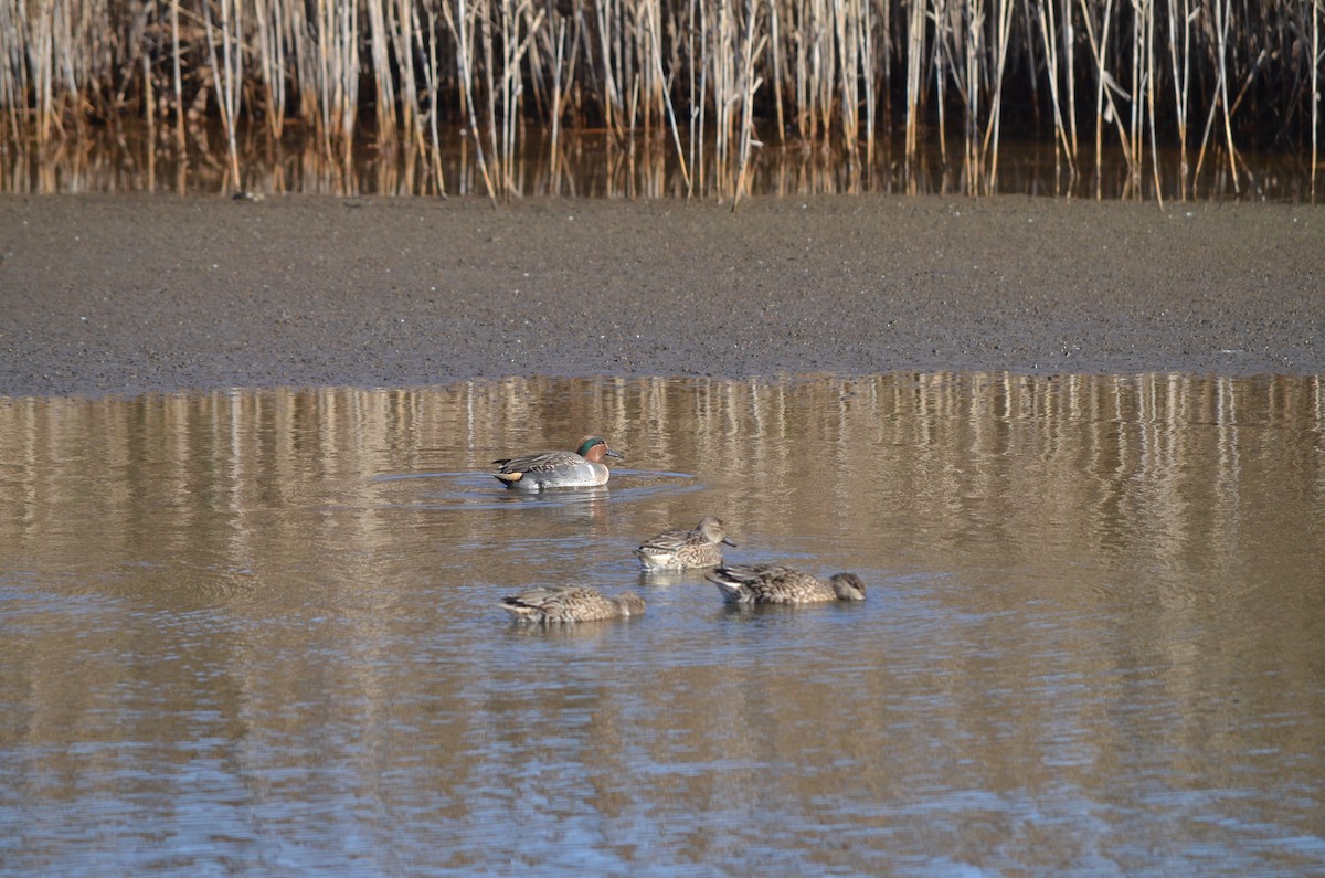 Green-winged Teal - Casey Manera