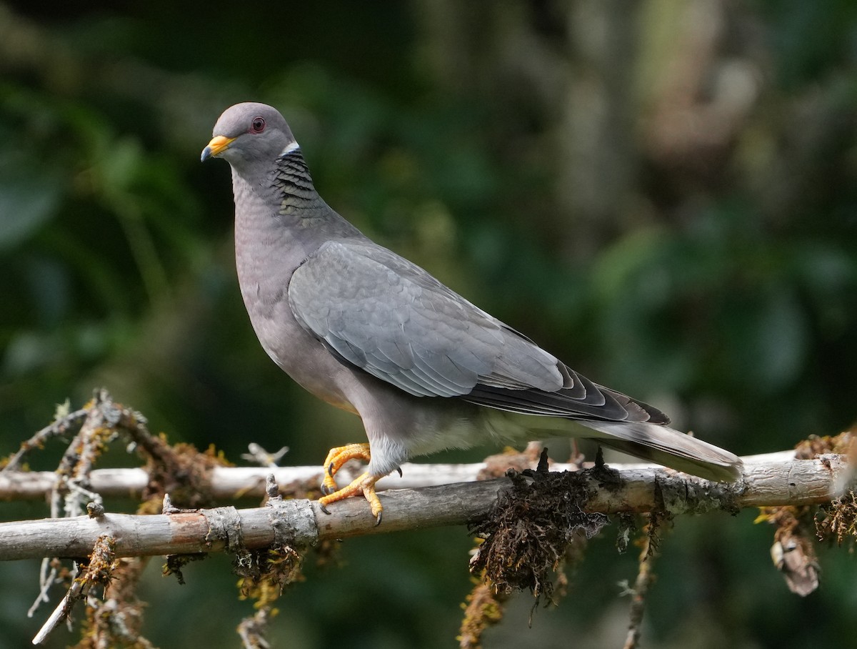 Band-tailed Pigeon - ML621000447