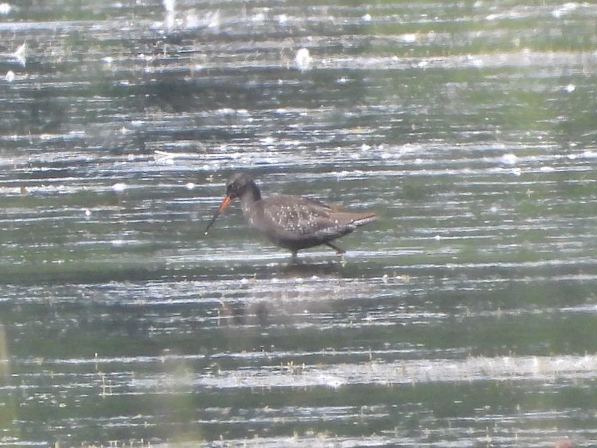 Spotted Redshank - ML621000468