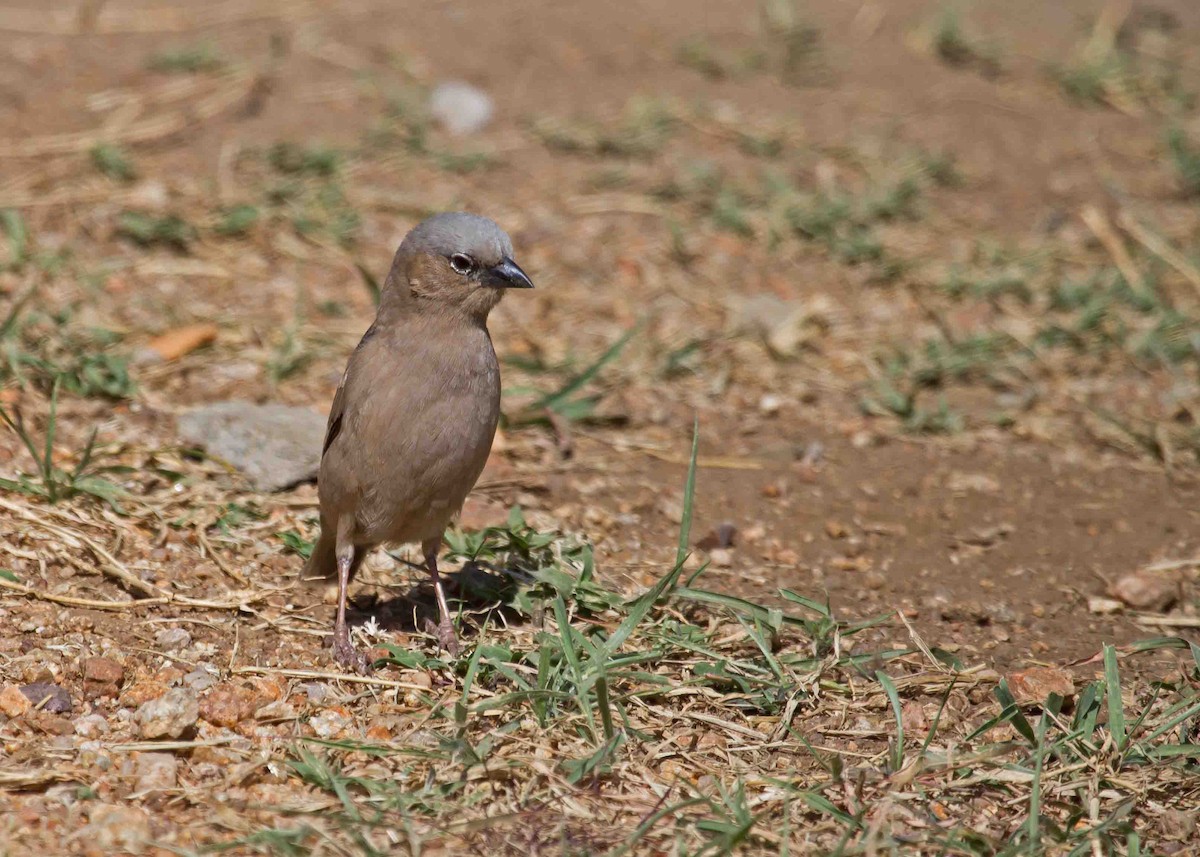 Gray-headed Social-Weaver - ML621000474