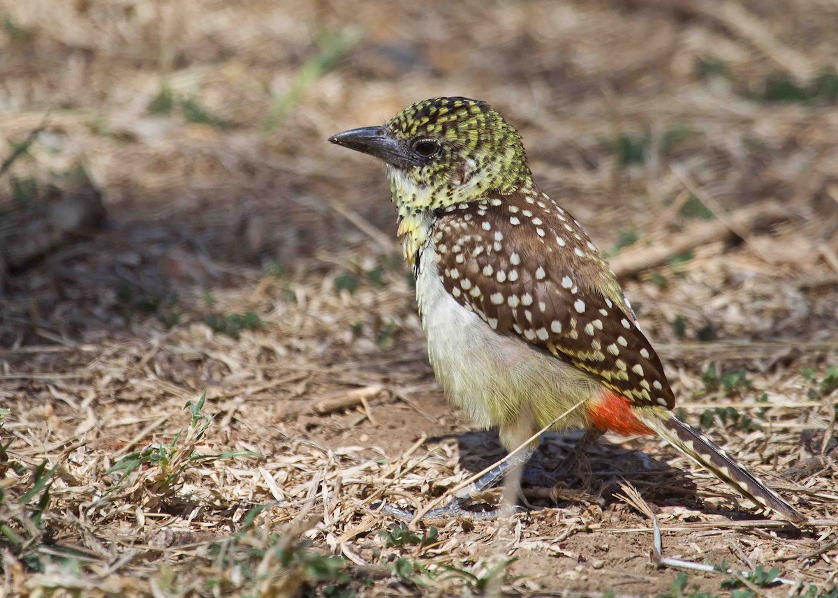 D'Arnaud's Barbet (Usambiro) - Nathaniel Dargue