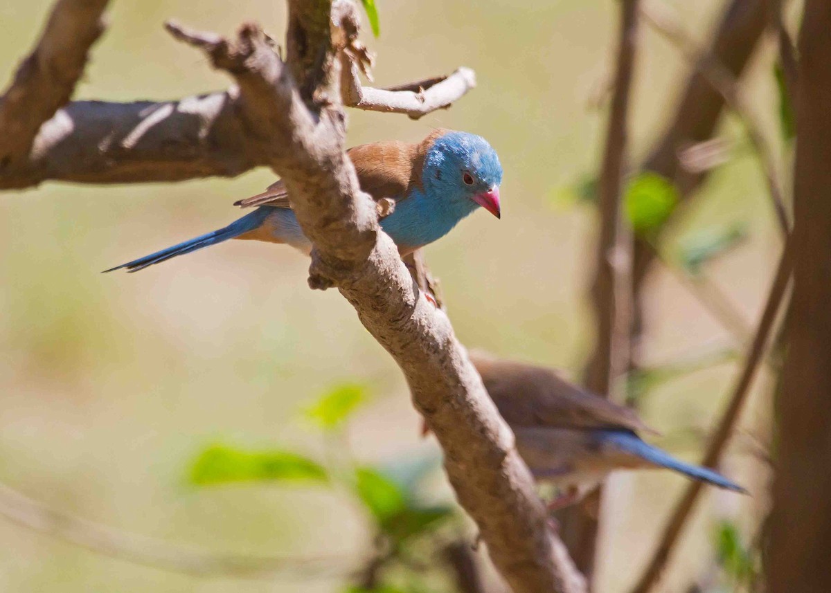 Blue-capped Cordonbleu - Nathaniel Dargue