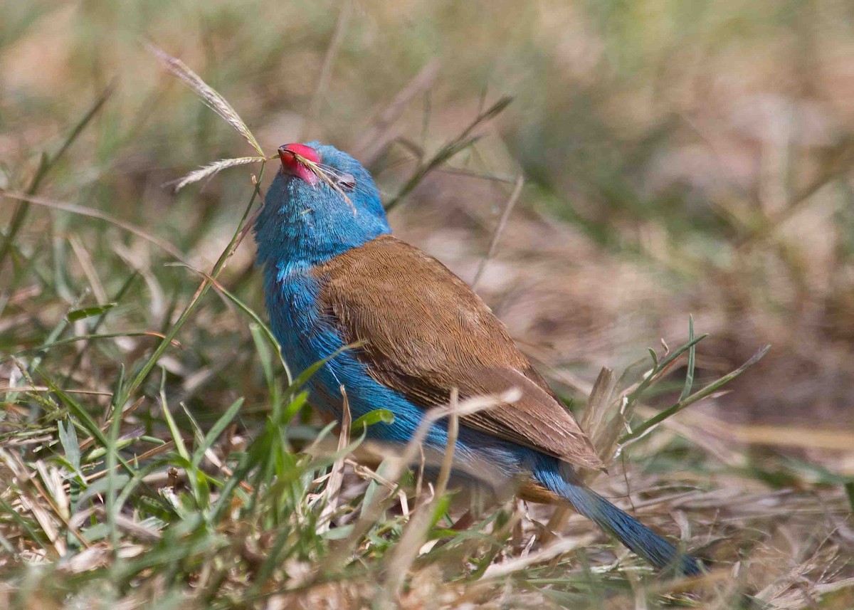 Blue-capped Cordonbleu - Nathaniel Dargue