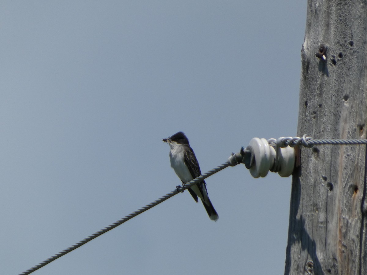 Eastern Kingbird - ML621000499