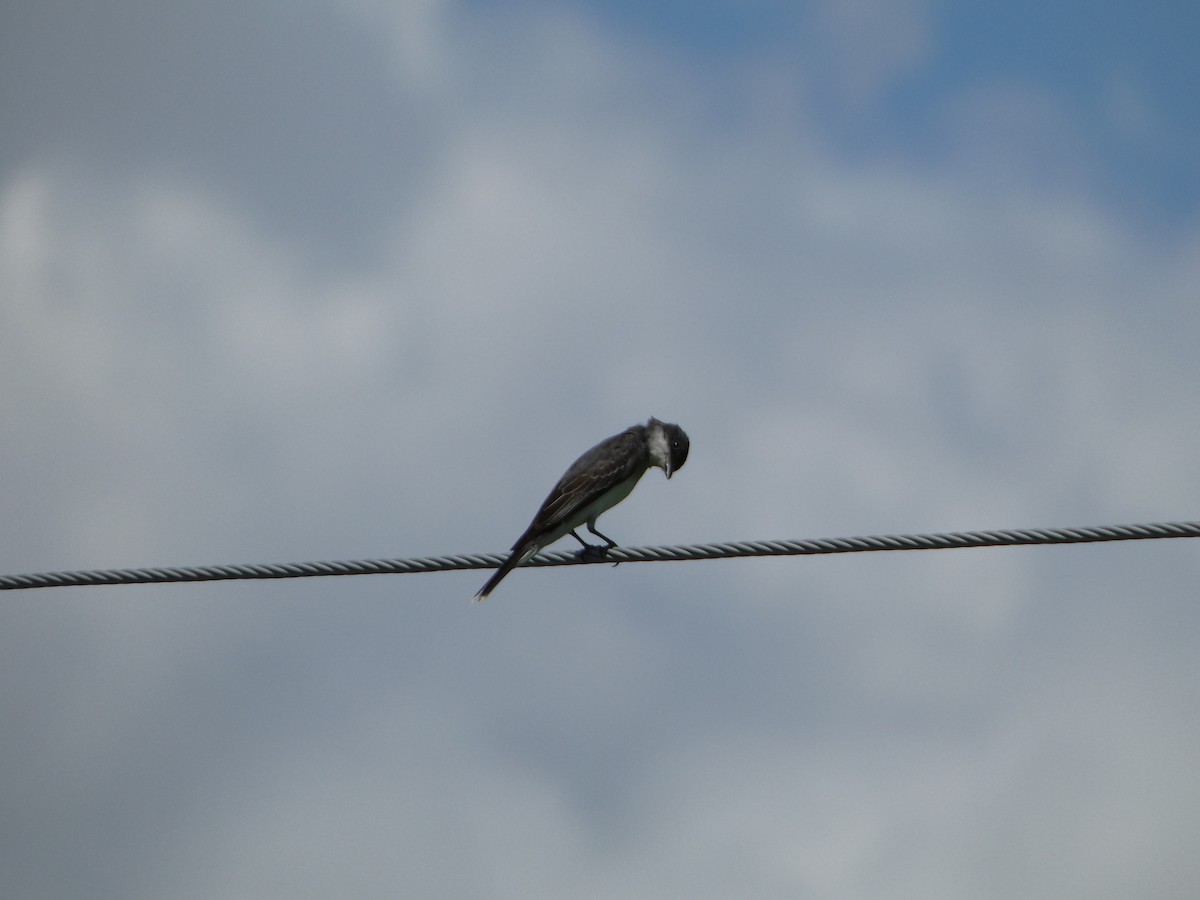 Eastern Kingbird - ML621000504