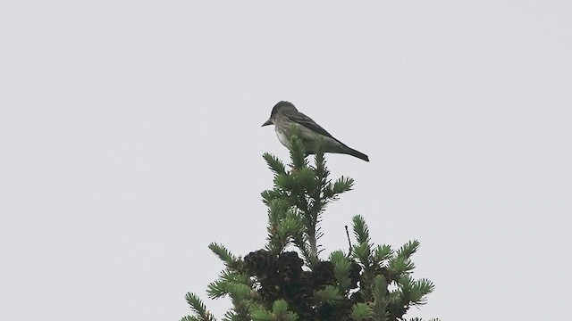 Olive-sided Flycatcher - ML621000540