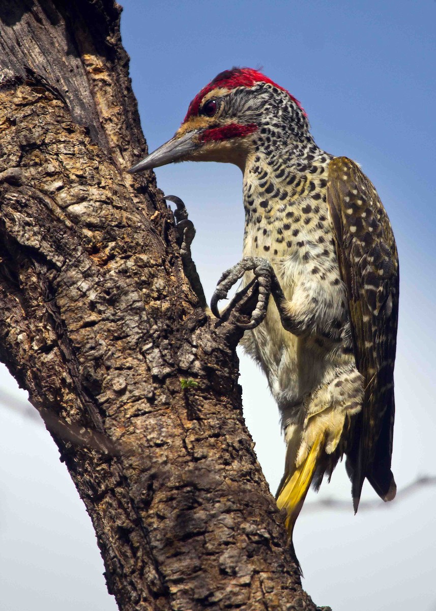 Nubian Woodpecker - Nathaniel Dargue