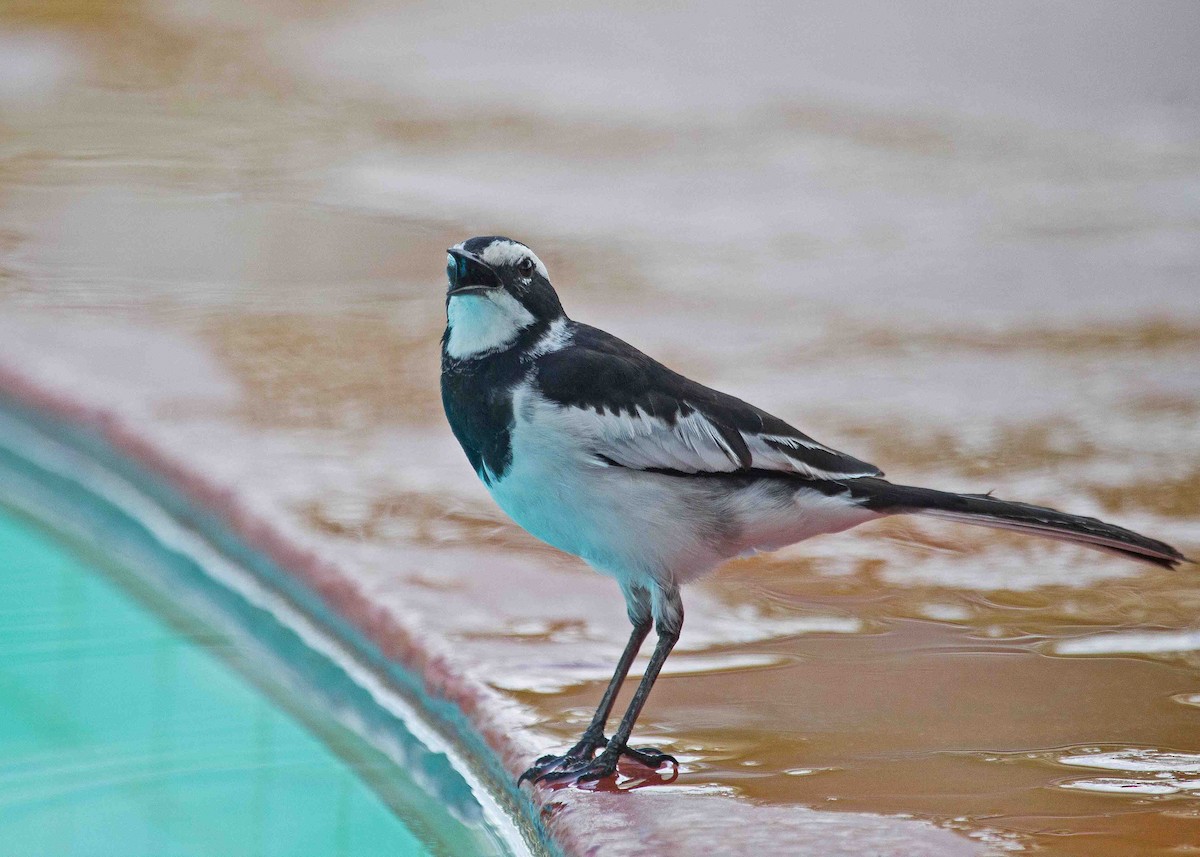 African Pied Wagtail - ML621000552