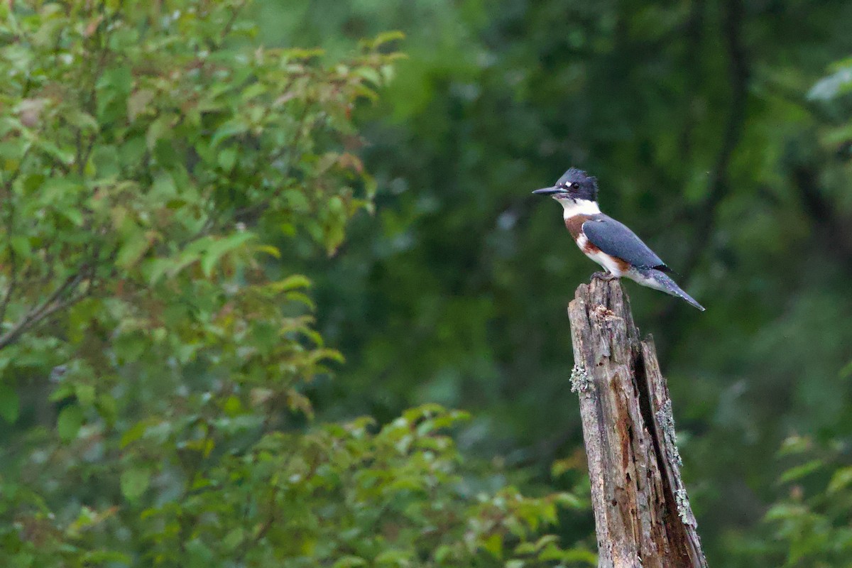 Belted Kingfisher - ML621000553