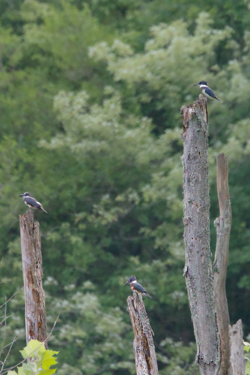 Belted Kingfisher - ML621000555