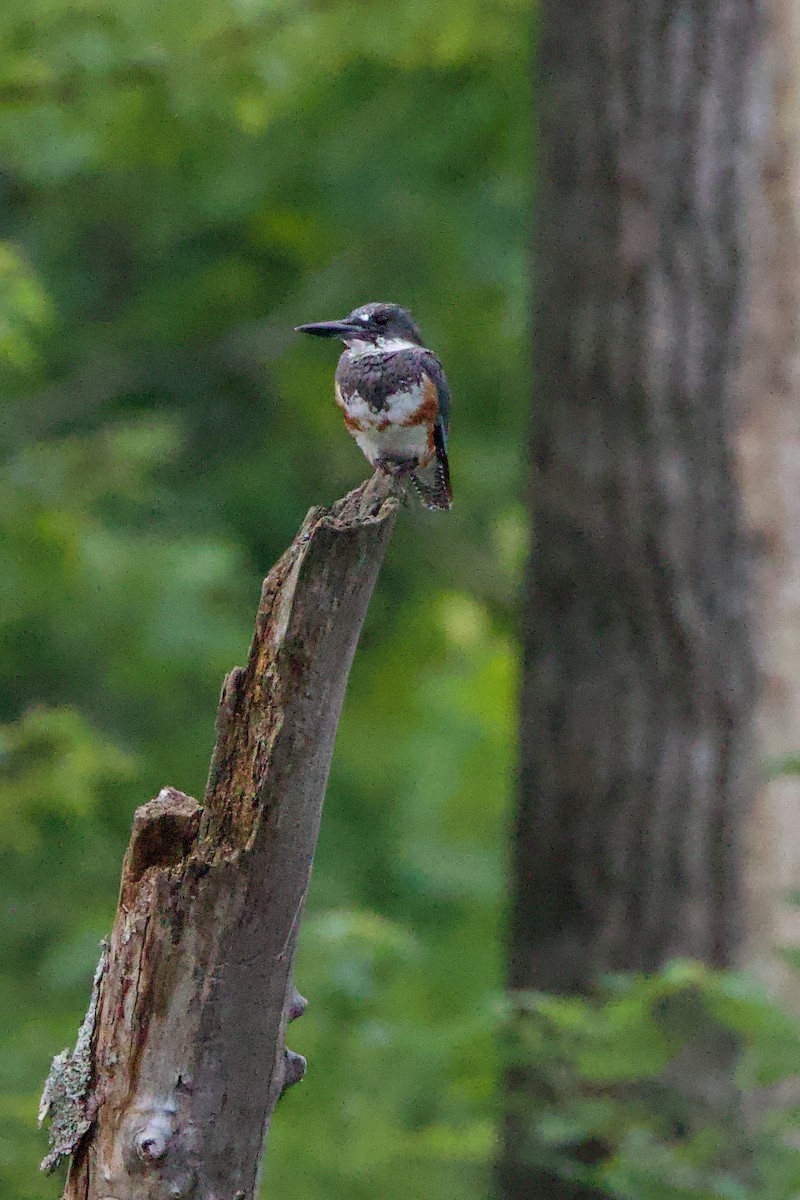 Belted Kingfisher - ML621000557