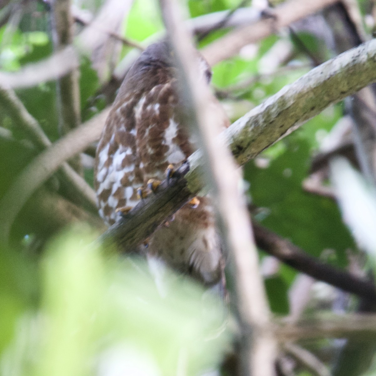 Brown Wood-Owl - ML621000558