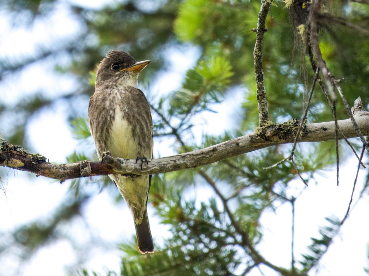 Olive-sided Flycatcher - Cin-Ty Lee