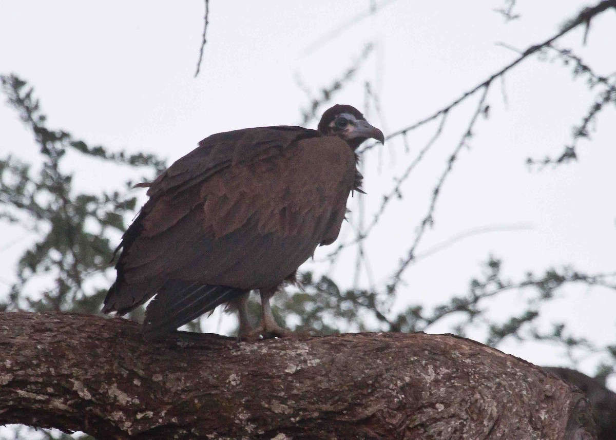 Hooded Vulture - Nathaniel Dargue