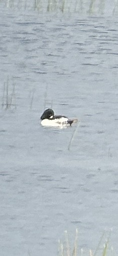 Quattrocchi - ML621000630