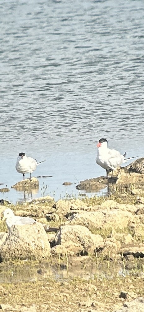 Sterna maggiore - ML621000632