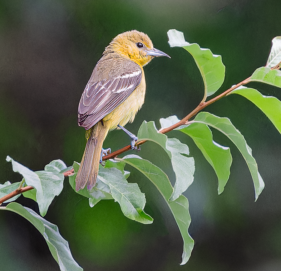 Orchard Oriole - ML621000634