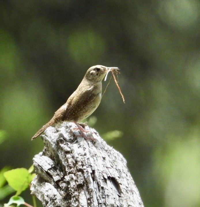 Northern House Wren - ML621000673