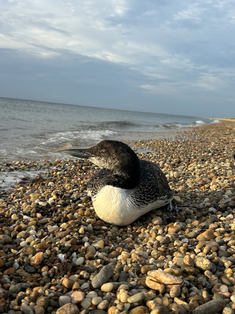 Common Loon - Seth Buddy