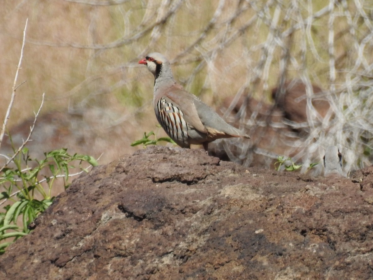 Chukar - Logan Clark