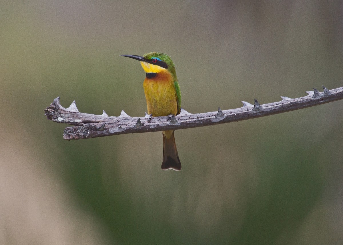Little Bee-eater - ML621000721