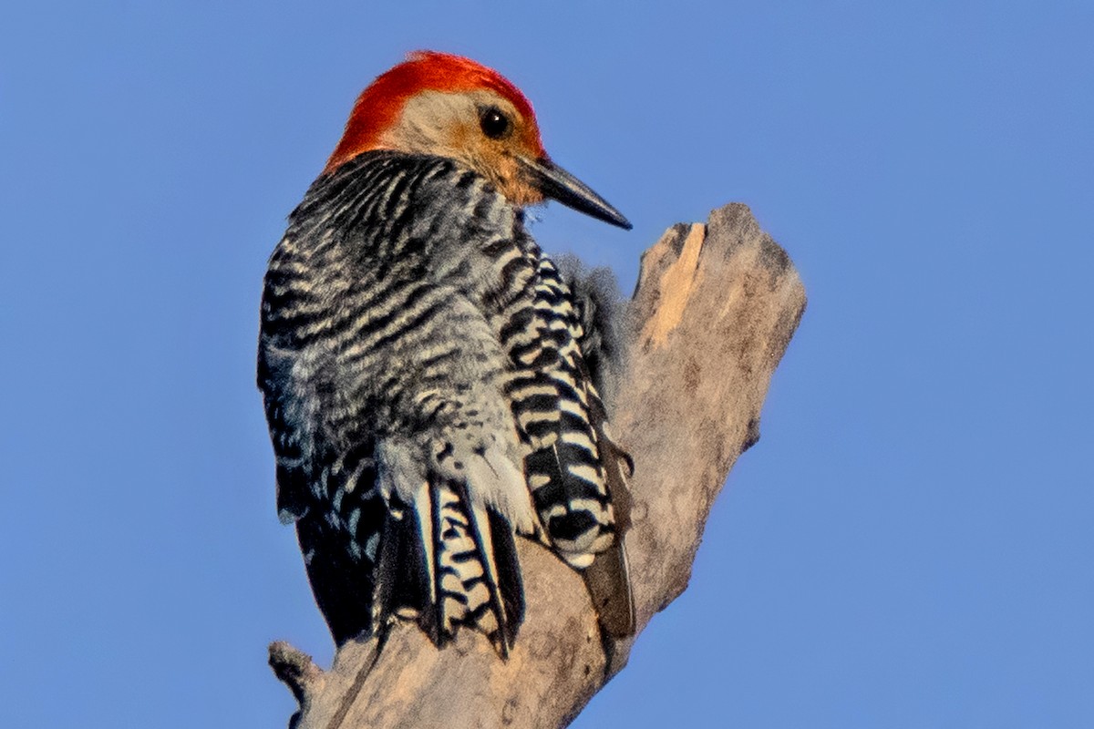 Red-bellied Woodpecker - Dale Bargmann
