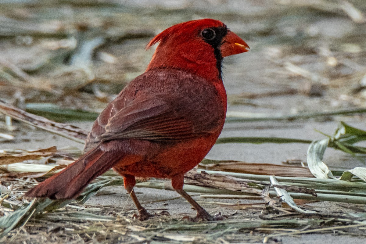 Cardinal rouge - ML621000739