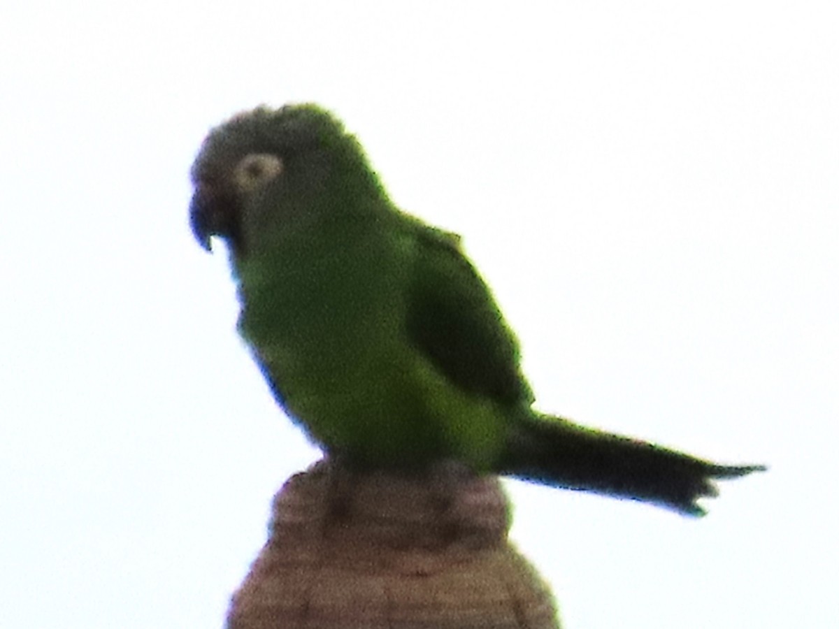 Dusky-headed Parakeet - ML621000746