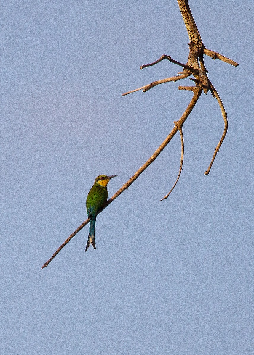 Swallow-tailed Bee-eater - ML621000752