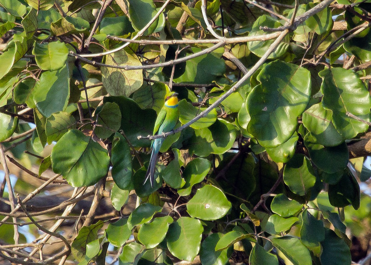 Swallow-tailed Bee-eater - ML621000754