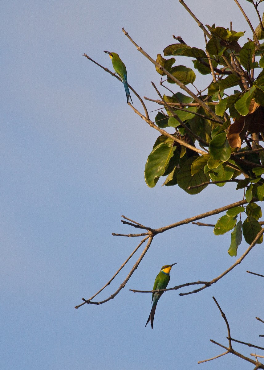 Swallow-tailed Bee-eater - ML621000755