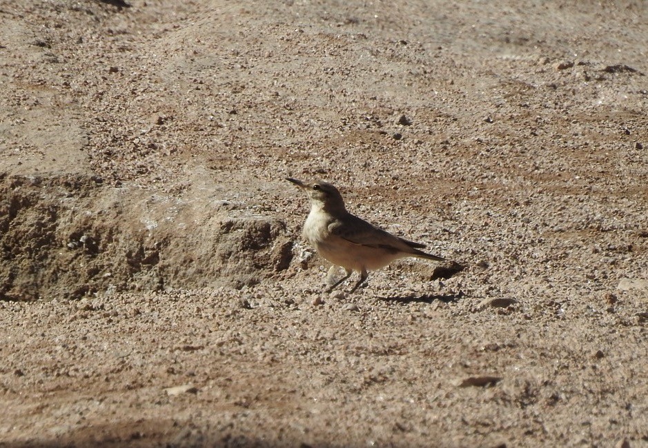 Creamy-rumped Miner - Valeria  Martins