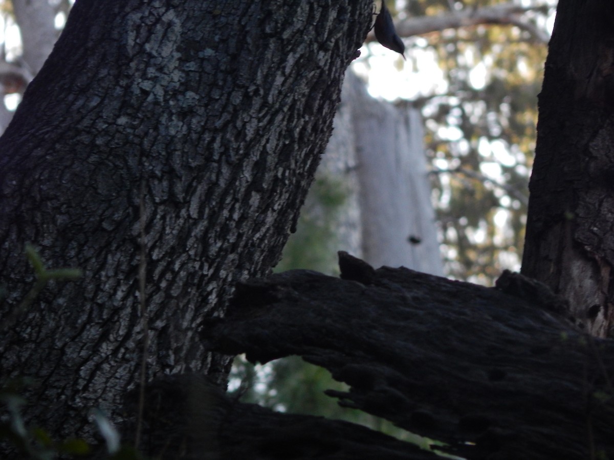 Kashmir Nuthatch - ML621000846