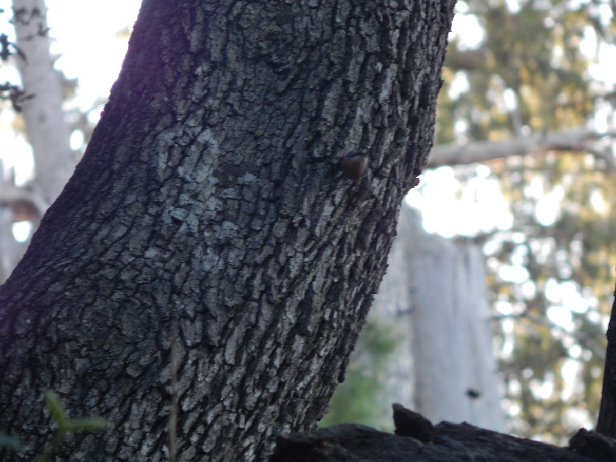 Kashmir Nuthatch - ML621000847