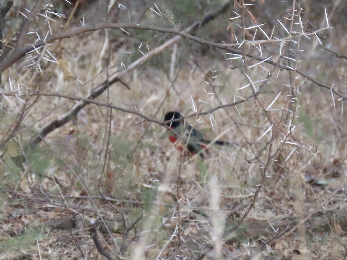 Crimson-breasted Gonolek - ML621000858