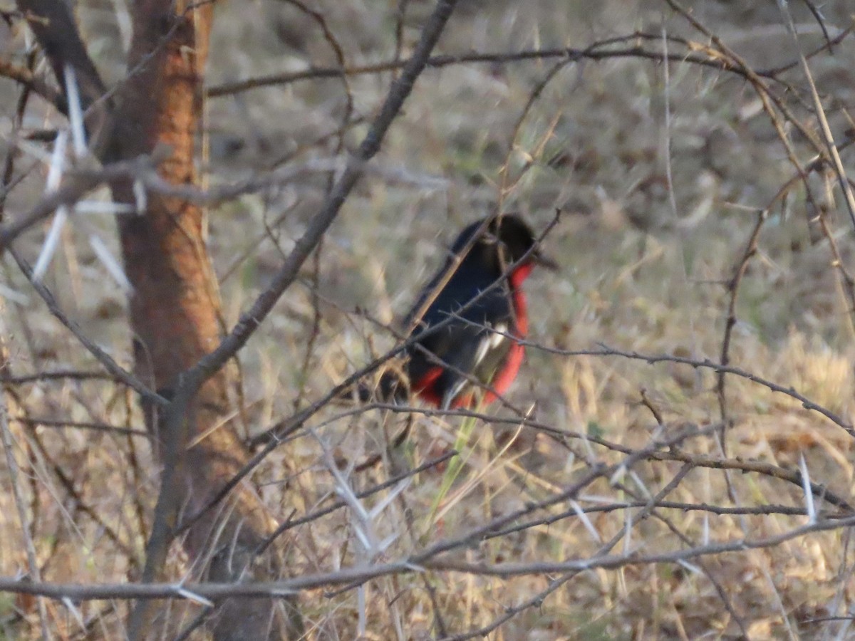 Crimson-breasted Gonolek - ML621000859